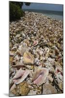 Queen Conch Shells Harvested for their Meat, Hat Caye, Lighthouse Reef, Atoll, Belize-Pete Oxford-Mounted Photographic Print