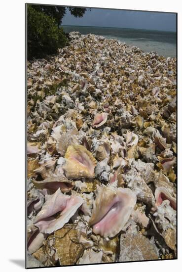 Queen Conch Shells Harvested for their Meat, Hat Caye, Lighthouse Reef, Atoll, Belize-Pete Oxford-Mounted Photographic Print