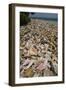 Queen Conch Shells Harvested for their Meat, Hat Caye, Lighthouse Reef, Atoll, Belize-Pete Oxford-Framed Photographic Print