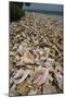 Queen Conch Shells Harvested for their Meat, Hat Caye, Lighthouse Reef, Atoll, Belize-Pete Oxford-Mounted Photographic Print
