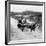 Queen Elizabeth and Prince Charles Touring the Scilly Isles 1967 in a Horse Drawn Cart-null-Framed Photographic Print