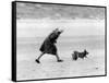 Queen Elizabeth II walking her pet corgis-Associated Newspapers-Framed Stretched Canvas