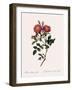 Queen Elizabeth's Sweetbriar-Pierre Joseph Redoute-Framed Giclee Print