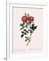 Queen Elizabeth's Sweetbriar-Pierre Joseph Redoute-Framed Giclee Print