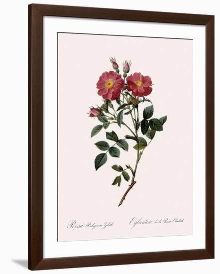 Queen Elizabeth's Sweetbriar-Pierre Joseph Redoute-Framed Giclee Print