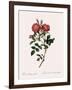 Queen Elizabeth's Sweetbriar-Pierre Joseph Redoute-Framed Giclee Print