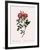 Queen Elizabeth's Sweetbriar-Pierre Joseph Redoute-Framed Giclee Print
