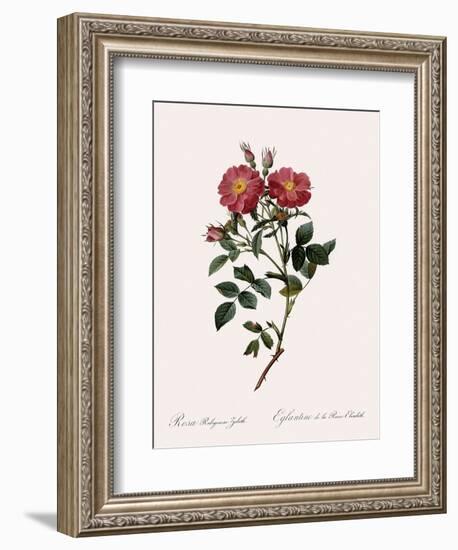 Queen Elizabeth's Sweetbriar-Pierre Joseph Redoute-Framed Giclee Print