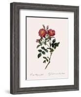 Queen Elizabeth's Sweetbriar-Pierre Joseph Redoute-Framed Giclee Print