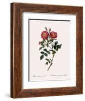 Queen Elizabeth's Sweetbriar-Pierre Joseph Redoute-Framed Giclee Print