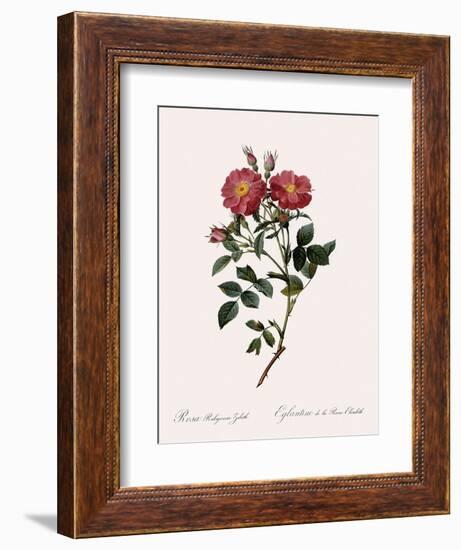 Queen Elizabeth's Sweetbriar-Pierre Joseph Redoute-Framed Giclee Print