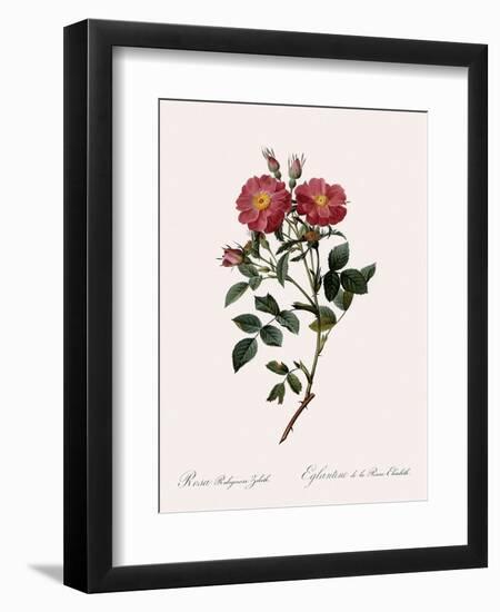 Queen Elizabeth's Sweetbriar-Pierre Joseph Redoute-Framed Giclee Print