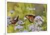 Queen feeding on blooming Gregg's Mistflower, Hill Country, Texas, USA-Rolf Nussbaumer-Framed Photographic Print