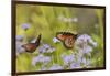 Queen feeding on blooming Gregg's Mistflower, Hill Country, Texas, USA-Rolf Nussbaumer-Framed Photographic Print