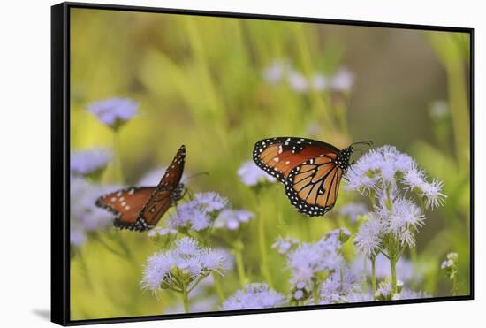 Queen feeding on blooming Gregg's Mistflower, Hill Country, Texas, USA-Rolf Nussbaumer-Framed Stretched Canvas