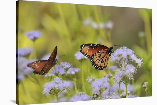 Queen feeding on blooming Gregg's Mistflower, Hill Country, Texas, USA-Rolf Nussbaumer-Stretched Canvas