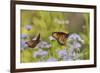 Queen feeding on blooming Gregg's Mistflower, Hill Country, Texas, USA-Rolf Nussbaumer-Framed Premium Photographic Print