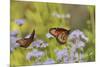 Queen feeding on blooming Gregg's Mistflower, Hill Country, Texas, USA-Rolf Nussbaumer-Mounted Premium Photographic Print