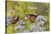 Queen feeding on blooming Gregg's Mistflower, Hill Country, Texas, USA-Rolf Nussbaumer-Stretched Canvas