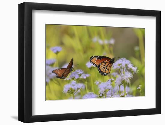 Queen feeding on blooming Gregg's Mistflower, Hill Country, Texas, USA-Rolf Nussbaumer-Framed Photographic Print