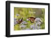 Queen feeding on blooming Gregg's Mistflower, Hill Country, Texas, USA-Rolf Nussbaumer-Framed Photographic Print