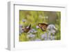 Queen feeding on blooming Gregg's Mistflower, Hill Country, Texas, USA-Rolf Nussbaumer-Framed Photographic Print