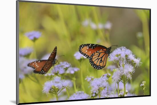 Queen feeding on blooming Gregg's Mistflower, Hill Country, Texas, USA-Rolf Nussbaumer-Mounted Photographic Print