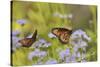 Queen feeding on blooming Gregg's Mistflower, Hill Country, Texas, USA-Rolf Nussbaumer-Stretched Canvas