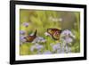 Queen feeding on blooming Gregg's Mistflower, Hill Country, Texas, USA-Rolf Nussbaumer-Framed Photographic Print