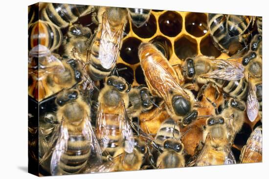 Queen Honey Bee with Attendant Workers-null-Stretched Canvas