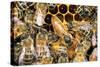 Queen Honey Bee with Attendant Workers-null-Stretched Canvas