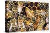 Queen Honey Bee with Attendant Workers-null-Stretched Canvas