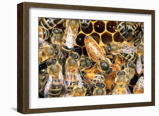 Queen Honey Bee with Attendant Workers-null-Framed Photographic Print