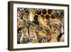 Queen Honey Bee with Attendant Workers-null-Framed Photographic Print