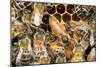 Queen Honey Bee with Attendant Workers-null-Mounted Photographic Print