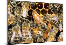 Queen Honey Bee with Attendant Workers-null-Mounted Photographic Print