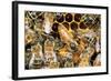 Queen Honey Bee with Attendant Workers-null-Framed Photographic Print