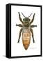 Queen Honey Bee-Tim Knepp-Framed Stretched Canvas