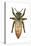 Queen Honey Bee-Tim Knepp-Stretched Canvas