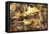 Queen Honeybee Clipped Wings-null-Framed Stretched Canvas