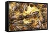 Queen Honeybee Clipped Wings-null-Framed Stretched Canvas