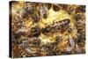 Queen Honeybee Clipped Wings-null-Stretched Canvas