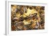Queen Honeybee Clipped Wings-null-Framed Photographic Print