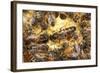 Queen Honeybee Clipped Wings-null-Framed Photographic Print