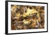 Queen Honeybee Clipped Wings-null-Framed Photographic Print