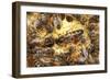 Queen Honeybee Clipped Wings-null-Framed Photographic Print