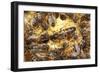 Queen Honeybee Clipped Wings-null-Framed Photographic Print