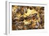 Queen Honeybee Clipped Wings-null-Framed Photographic Print