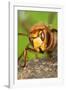 Queen Hornet Defensive Stance-null-Framed Photographic Print