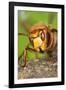 Queen Hornet Defensive Stance-null-Framed Photographic Print